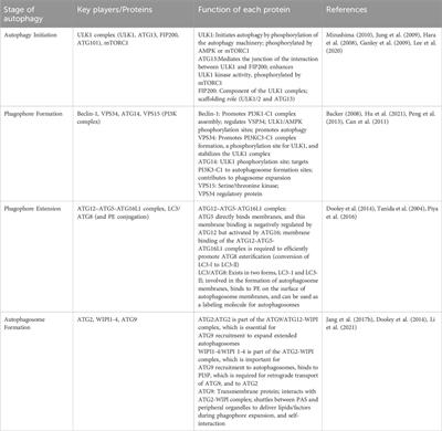 Progress in the study of autophagy-related proteins affecting resistance to chemotherapeutic drugs in leukemia